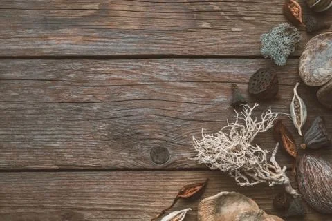 Dry roots, nut shell, coconuts, plants, lotus seeds for floristic design. Stock Photos