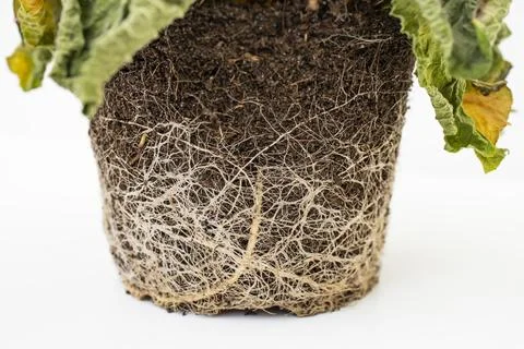 Dry roots structure of a dead potted plant Stock Photos