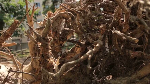 The Dry Roots of the Tree Stock Footage 83380217