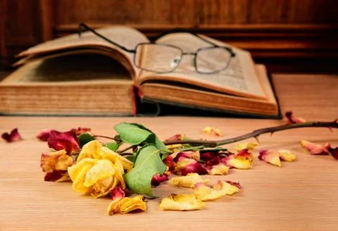 Dry rose and the old book Stock Photos