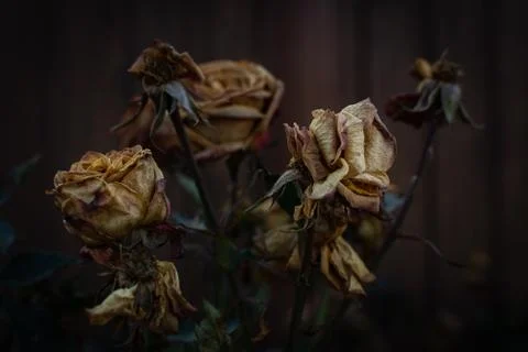 Dry rose buds dramatic effect, selective focus, shallow depth of field Foto stock
