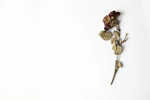 Dry rose flower taped with patch to white paper with copy space Stock Photos