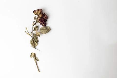 Dry rose flower taped with patch to white paper with copy space Stock Photos