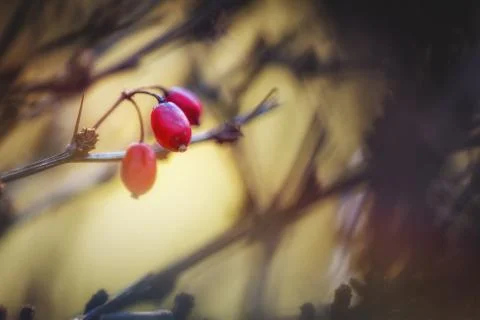 Dry rose hip Stock Photos