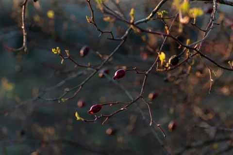 Dry rose hips in spring Stock Photos