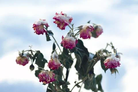 Dry rose Stock Photos