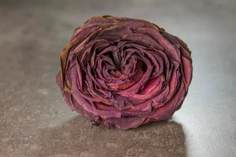 Dry rose Stock Photos