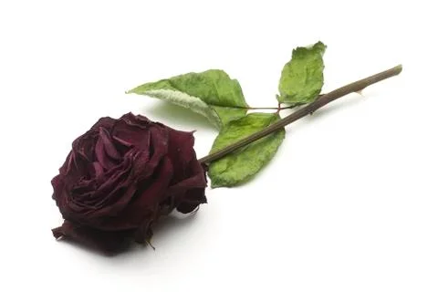 Dry rose Stock Photos