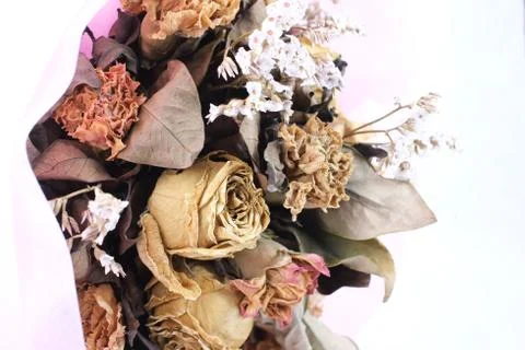 Dry rose Stock Photos