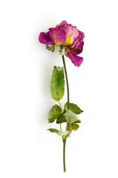 Dry rose Stock Photos