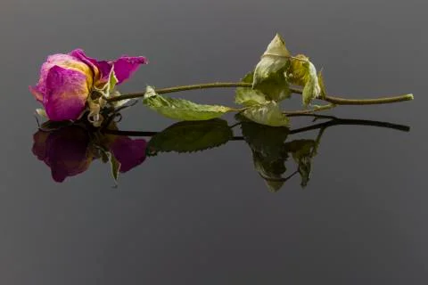 Dry rose Stock Photos