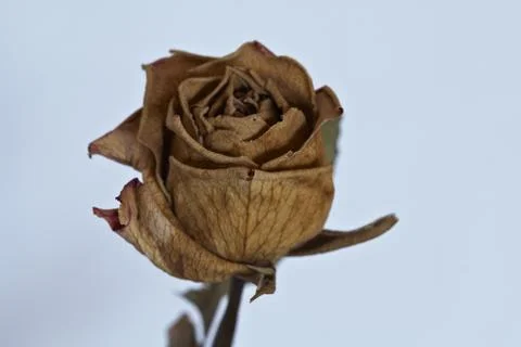 Dry rose Foto stock