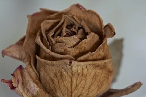 Dry rose Stock Photos