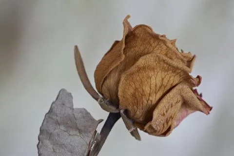 Dry rose Stock Photos