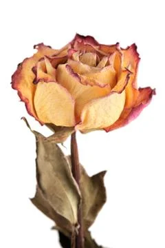Dry rose Stock Photos