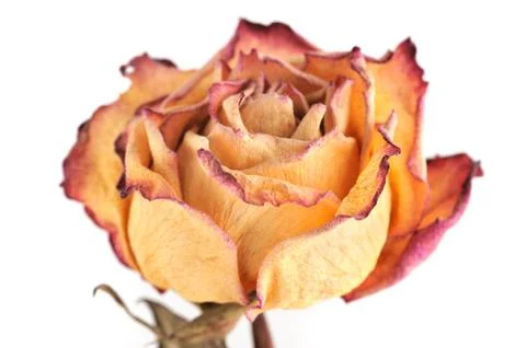 Dry rose Stock Photos