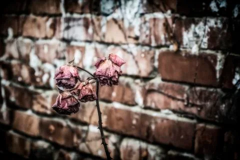 Dry Rose Stock Photos