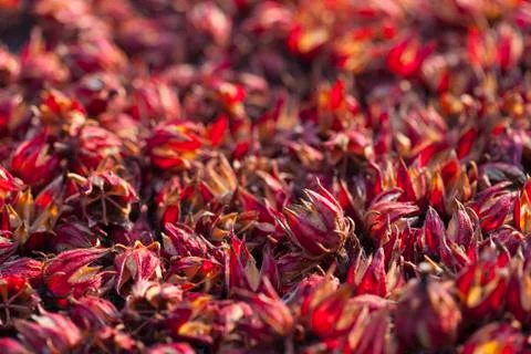 Dry roselle Stock Photos