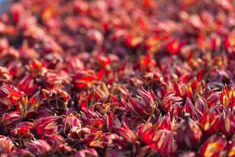 Dry roselle Foto stock