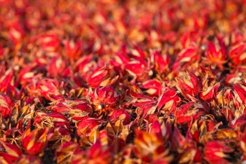 Dry roselle Stock Photos