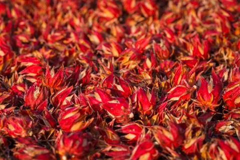 Dry roselle Stock Photos