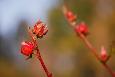 Dry roselle Stock Photos