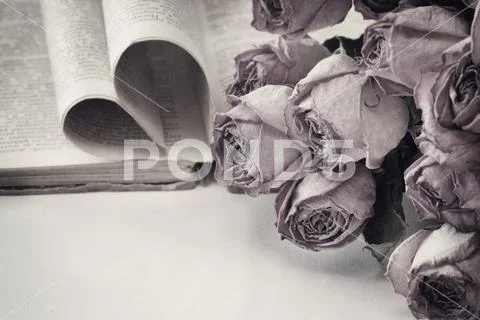 Dry roses and a book Stock Photos
