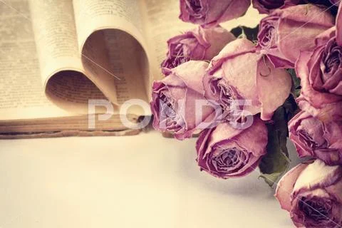 Dry roses and a book Stock Photos