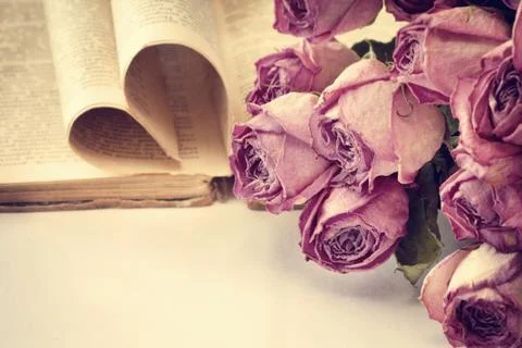 Dry roses and a book Stock Photos