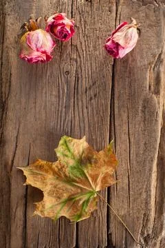 Dry roses and maple leaf on old wooden background Dry roses and maple leaf... Stock Photos