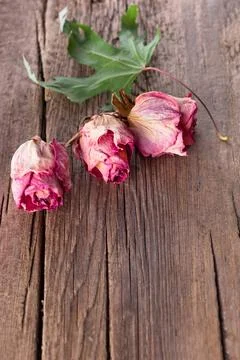 Dry roses and maple leaf on old wooden background Dry roses and maple leaf... Stock Photos
