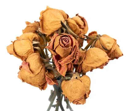 Dry roses 스톡 사진