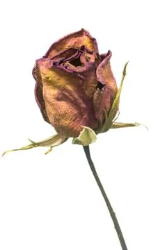 Dry roses Stock Photos