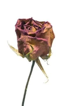 Dry roses Stock Photos