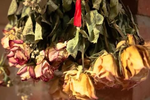 Dry Roses Stock Photos