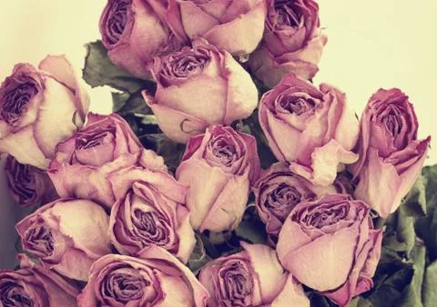 Dry roses Stock Photos
