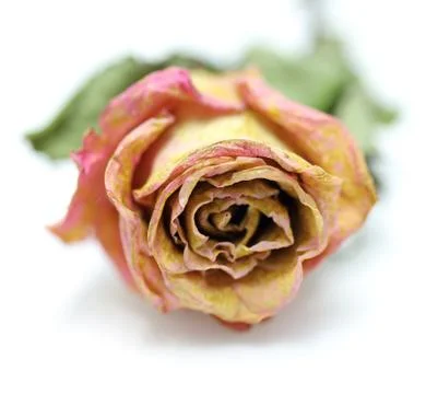 Dry roses on white background Stock Photos