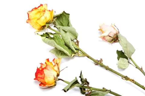 Dry roses on a white background. Stock Photos