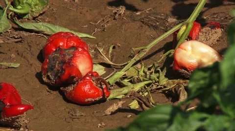 Dry rot peppers Stock Footage 56514219