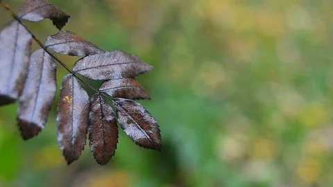 Dry rowan leaf in autumn Stock Footage 94652157