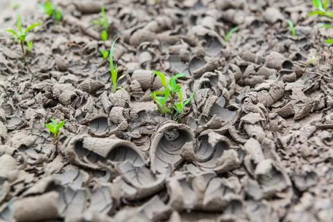 Dry rustic ground with small green plants growing through it. Stock-Fotos