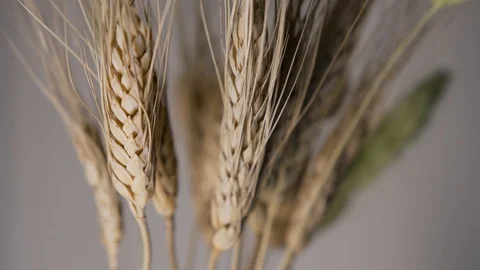 Dry rye ears Stock Footage 104356934