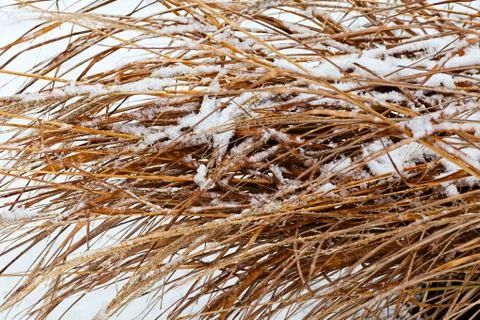 Dry rye grass Stock Photos