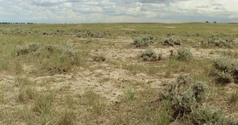 Dry sage brush and grass dolly right low Stock Footage 82185997