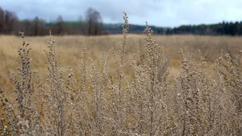 Dry sagebrush Stock Footage 290854314