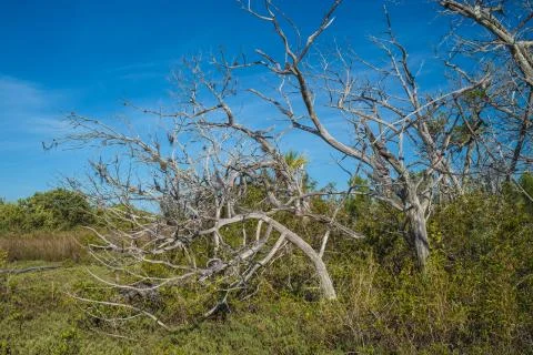 Dry Salt Marsh Trees Stock Photos