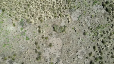 Dry Sand and Sparse Plants from Above Stock Footage 297121381