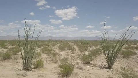 Dry sand flats with cactus Stock Footage