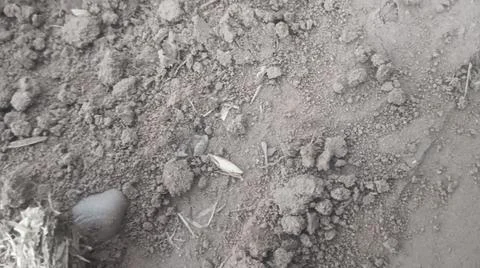 Dry Sandy Soil Texture with Buried Stones ​Option 2 (Conceptual): Fine Dry Stock Photos