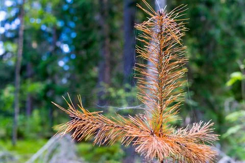 Dry sapling of a pine closeup Stock Photos